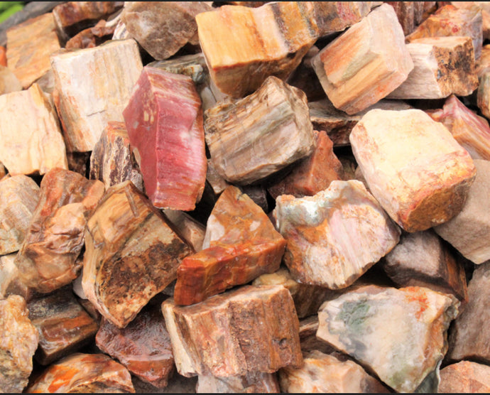 Petrified wood